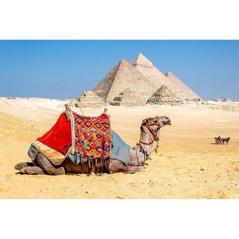 Camel Resting by the Pyramids, Giza, Egypt Black Modern Wood Framed Art Print with Double Matting by Silver, Richard