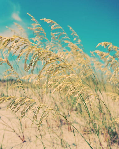 Sea Oats White Modern Wood Framed Art Print with Double Matting by Soffia, Myan
