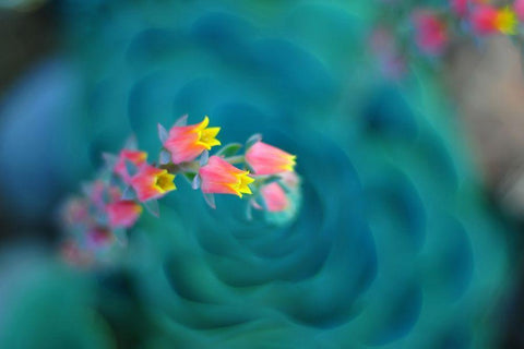 Rosularia Black Ornate Wood Framed Art Print with Double Matting by Sie, Lee