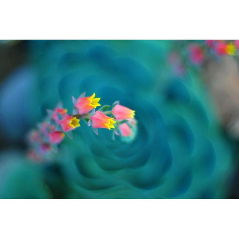 Rosularia Black Modern Wood Framed Art Print by Sie, Lee