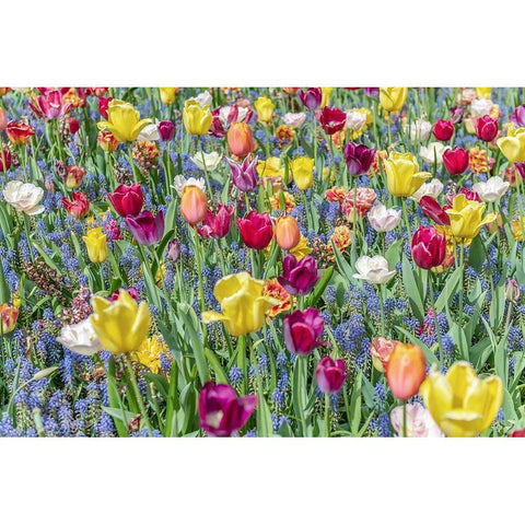 Kuekenhof Tulips I Black Modern Wood Framed Art Print with Double Matting by Silver, Richard