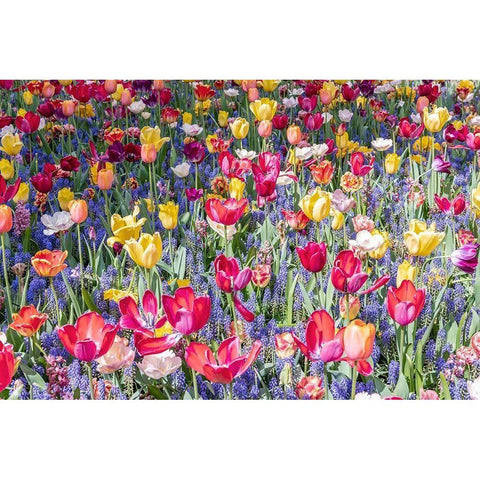 Kuekenhof Tulips II White Modern Wood Framed Art Print by Silver, Richard