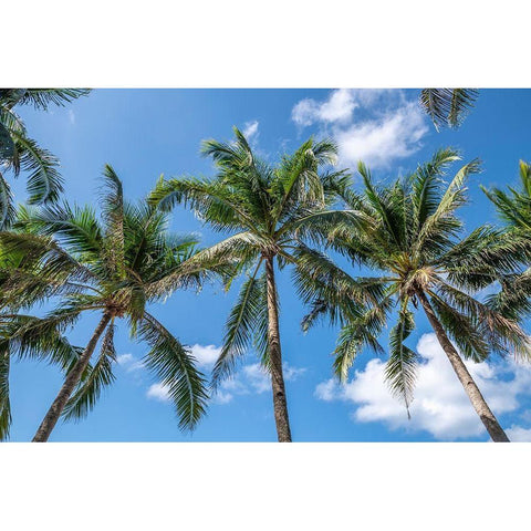 Palawan Palm Trees I Black Modern Wood Framed Art Print with Double Matting by Silver, Richard