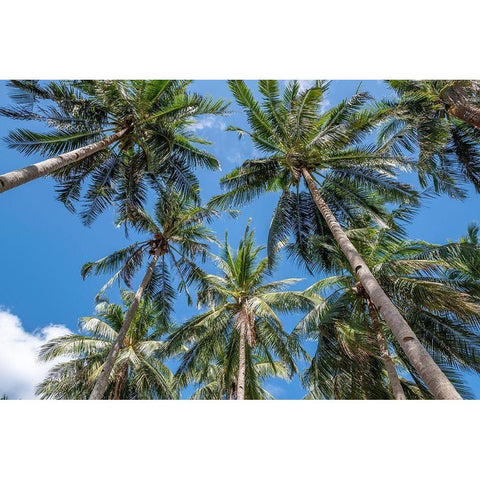Palawan Palm Trees II Black Modern Wood Framed Art Print with Double Matting by Silver, Richard