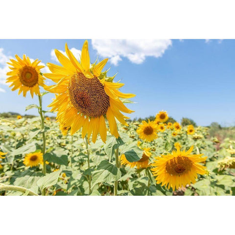 Sunflowers I White Modern Wood Framed Art Print by Silver, Richard