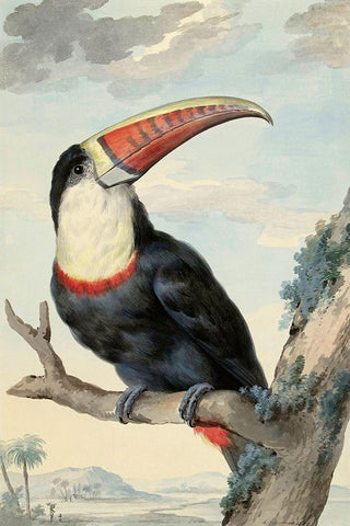 Red-billed Toucan, c. 1748 Black Ornate Wood Framed Art Print with Double Matting by Schouman, Aert