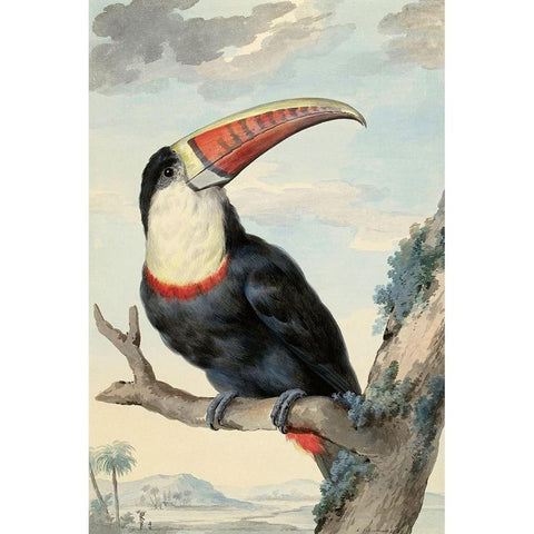 Red-billed Toucan, c. 1748 White Modern Wood Framed Art Print by Schouman, Aert