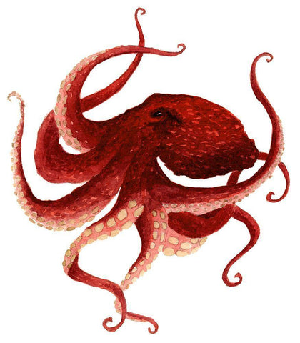 Giant Pacific Octopus - Red White Modern Wood Framed Art Print with Double Matting by Saylor, Jeannine