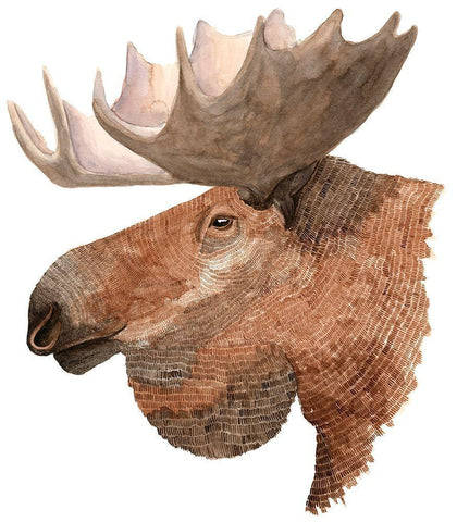 Moose White Modern Wood Framed Art Print with Double Matting by Saylor, Jeannine
