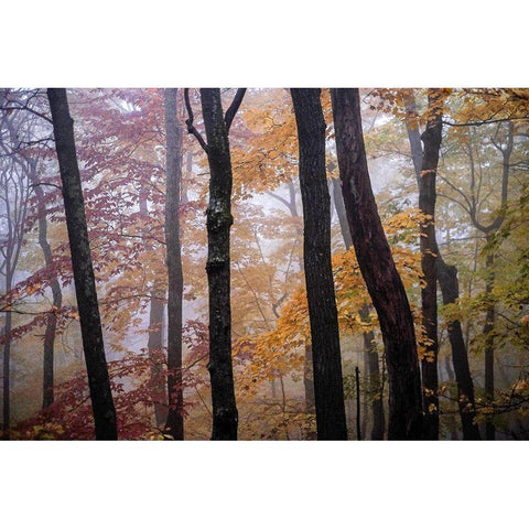 October Trees Black Modern Wood Framed Art Print with Double Matting by Sinclair, Kelly