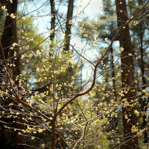 Spring Black Ornate Wood Framed Art Print with Double Matting by Sinclair, Kelly