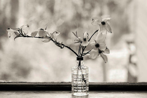 Wild Dogwood Black Ornate Wood Framed Art Print with Double Matting by Sinclair, Kelly