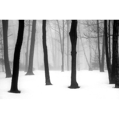 Winter Fog White Modern Wood Framed Art Print by Sinclair, Kelly