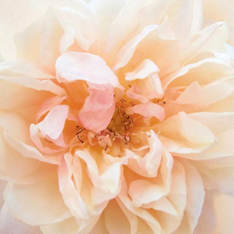 Promise Rose White Modern Wood Framed Art Print by Swanson, Rebecca