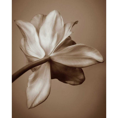 Moonlight Tulip White Modern Wood Framed Art Print by Swanson, Rebecca