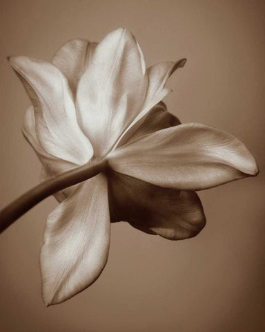 Moonlight Tulip White Modern Wood Framed Art Print with Double Matting by Swanson, Rebecca