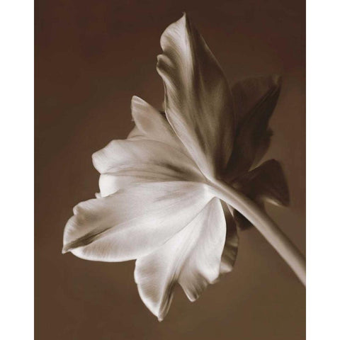 Moonglow Tulip Black Modern Wood Framed Art Print with Double Matting by Swanson, Rebecca