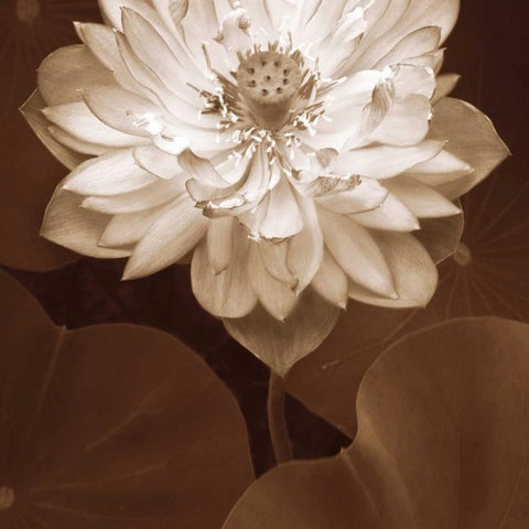 Lotus Welcome Black Modern Wood Framed Art Print by Swanson, Rebecca