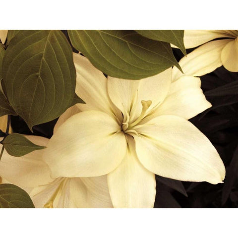 Lily and Leaves Gold Ornate Wood Framed Art Print with Double Matting by Swanson, Rebecca