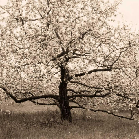 Apple Tree in Bloom Black Modern Wood Framed Art Print by Triebert, Christine