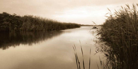River Reeds White Modern Wood Framed Art Print with Double Matting by Triebert, Christine