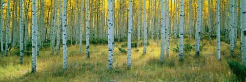 Aspens Ashley White Modern Wood Framed Art Print with Double Matting by Thomas, Alain