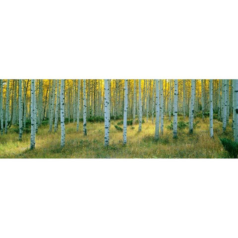 Aspens Ashley Black Modern Wood Framed Art Print by Thomas, Alain