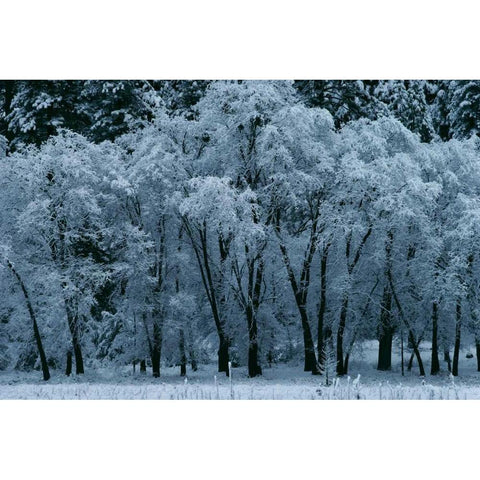 Black Oaks Yosemite White Modern Wood Framed Art Print by Thomas, Alain