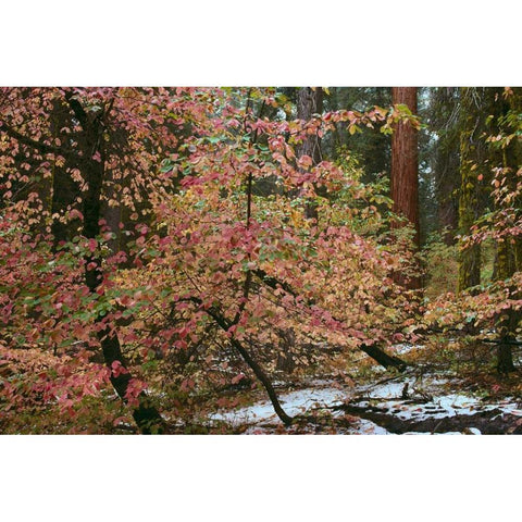 Dogwoods and Sequoia Black Modern Wood Framed Art Print with Double Matting by Thomas, Alain