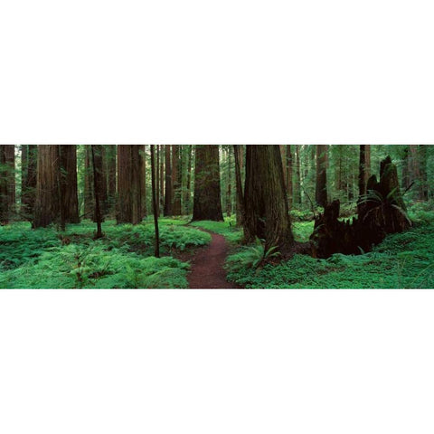 Redwoods Path Gold Ornate Wood Framed Art Print with Double Matting by Thomas, Alain