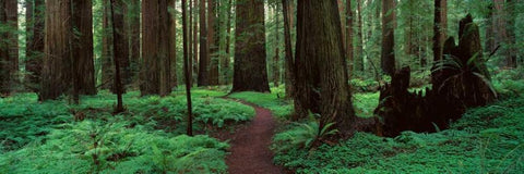 Redwoods Path Black Ornate Wood Framed Art Print with Double Matting by Thomas, Alain
