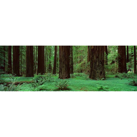 Redwoods Rolph Grove White Modern Wood Framed Art Print by Thomas, Alain