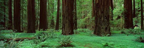 Redwoods Rolph Grove White Modern Wood Framed Art Print with Double Matting by Thomas, Alain