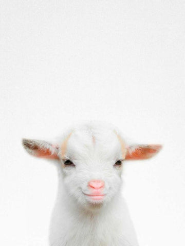 Baby Goat White Modern Wood Framed Art Print with Double Matting by Tai Prints