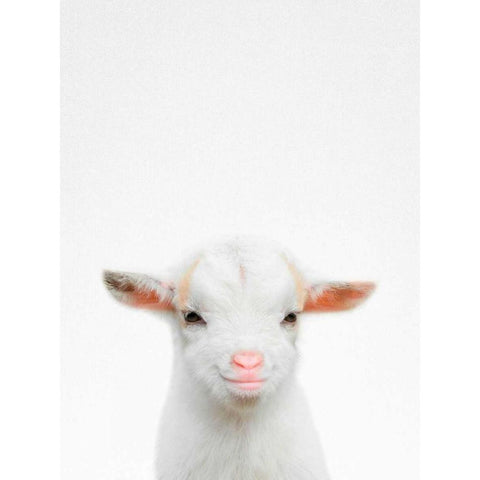 Baby Goat White Modern Wood Framed Art Print by Tai Prints