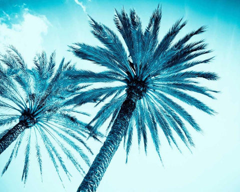 Chic Palms White Modern Wood Framed Art Print with Double Matting by Tai Prints