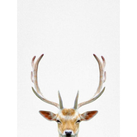 Deer Black Modern Wood Framed Art Print with Double Matting by Tai Prints