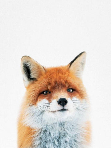 Fox White Modern Wood Framed Art Print with Double Matting by Tai Prints
