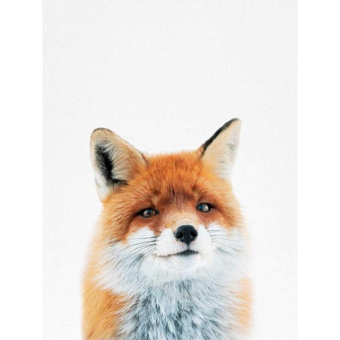 Fox Black Modern Wood Framed Art Print with Double Matting by Tai Prints
