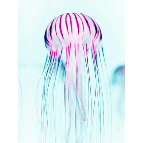 Jelly Fish White Modern Wood Framed Art Print by Tai Prints