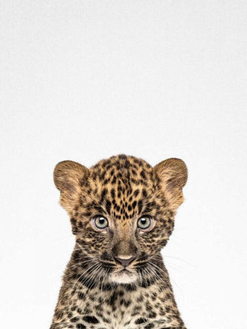 Leopard Black Ornate Wood Framed Art Print with Double Matting by Tai Prints