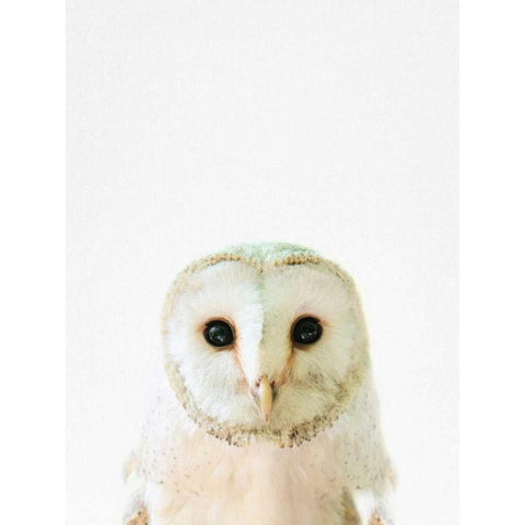 Owl Black Modern Wood Framed Art Print with Double Matting by Tai Prints