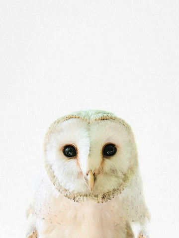 Owl White Modern Wood Framed Art Print with Double Matting by Tai Prints