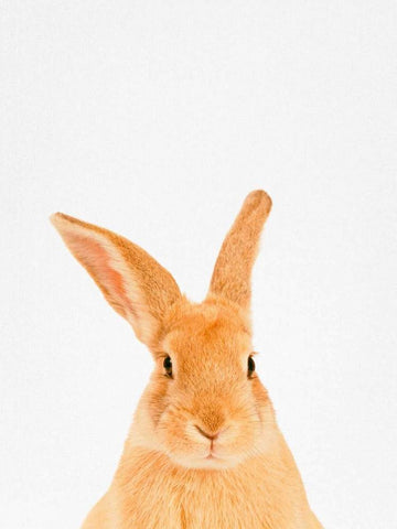 Rabbit White Modern Wood Framed Art Print with Double Matting by Tai Prints