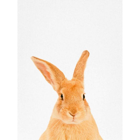 Rabbit Black Modern Wood Framed Art Print by Tai Prints
