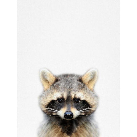 Raccoon White Modern Wood Framed Art Print by Tai Prints