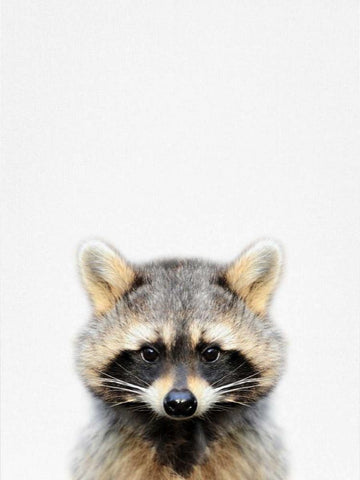 Raccoon White Modern Wood Framed Art Print with Double Matting by Tai Prints