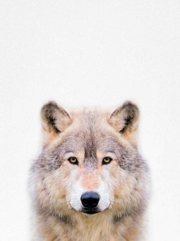 Wolf White Modern Wood Framed Art Print with Double Matting by Tai Prints