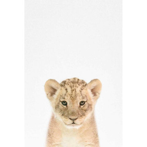 Baby Lion White Modern Wood Framed Art Print by Tai Prints