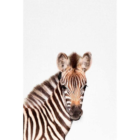 Baby Zebra White Modern Wood Framed Art Print by Tai Prints